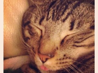 Caught Pixel sleeping with his tongue out yesterday.